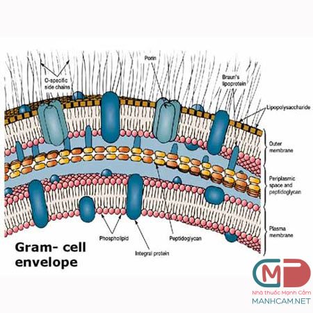 Cấu trúc vách vi khuẩn Gram âm