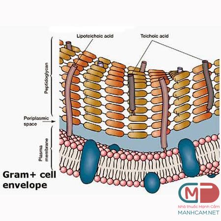 Cấu trúc vách vi khuẩn Gram dương