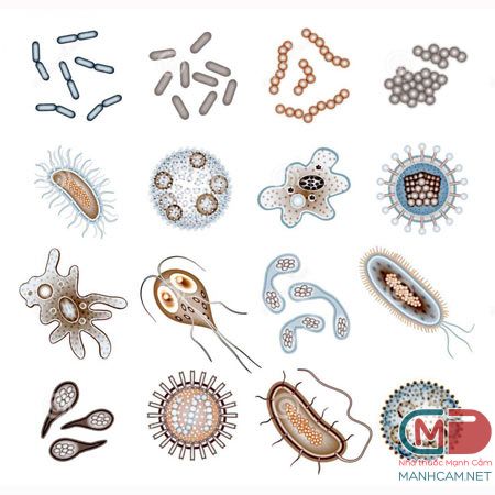 sự phát triển của vi khuẩn