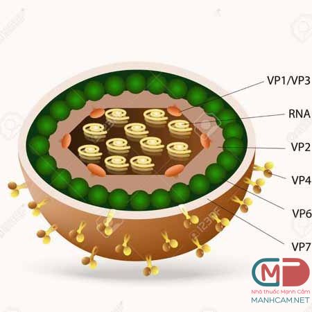 rotavirus 