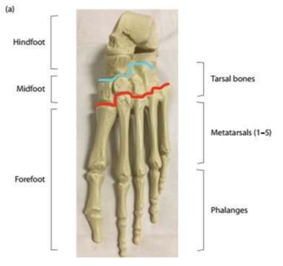 Hình 5.1 Phân chia các vùng bàn chân (mặt lưng) * Chú thích: Hindfoot:Bàn chân sau.Tarsal bones: Xương cổ chân Midfoot:Bàn chân giữa. Metatarsals (1–5): Xương bàn chân Forefoot:Bàn chân trước. Phalanges: Xương ngón chân