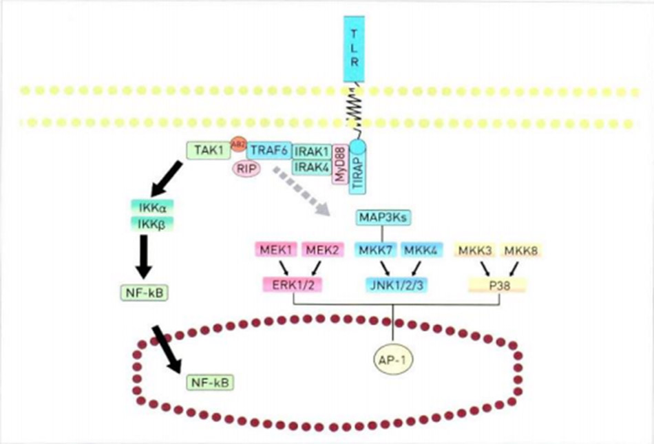 Hình 16.10 Cơ chế hoạt động của Toll Like Receptor