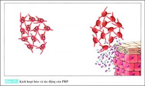 Hình 25-2 Kích hoạt hóa và tác động của PRP