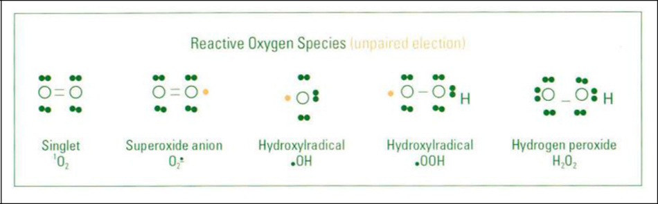 Hình 24-1 Oxygen-Based Reactive Oxygen Species