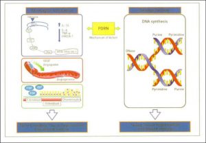 Hình 26-2 PDRN Mode of Action: Activation of Adenosine A2 Receptors and the “Salvage Pathway"