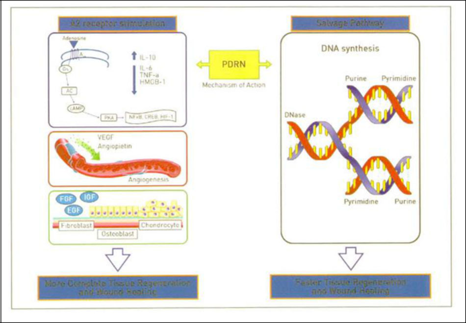 Hình 26-2 PDRN Mode of Action: Activation of Adenosine A2 Receptors and the “Salvage Pathway"