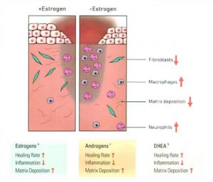 Hình 17.3 Phản ứng chữa lành vết thương với estrogen