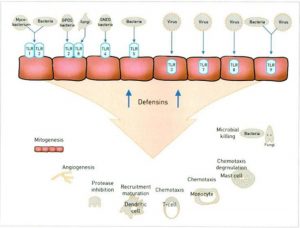 Hình 16.9 Toll Like Receptor