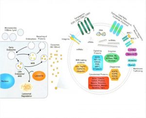 Hình 3-5: Cấu trúc và quá trình sản sinh Exosome