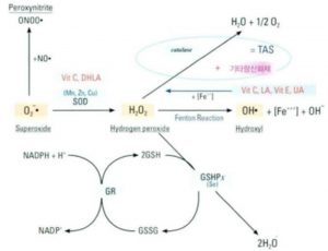 Hình 6-6 Detoxification Pathway of Antioxidants