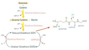 Hình 6-11 Qúa trình tổng hợp của Glutathione