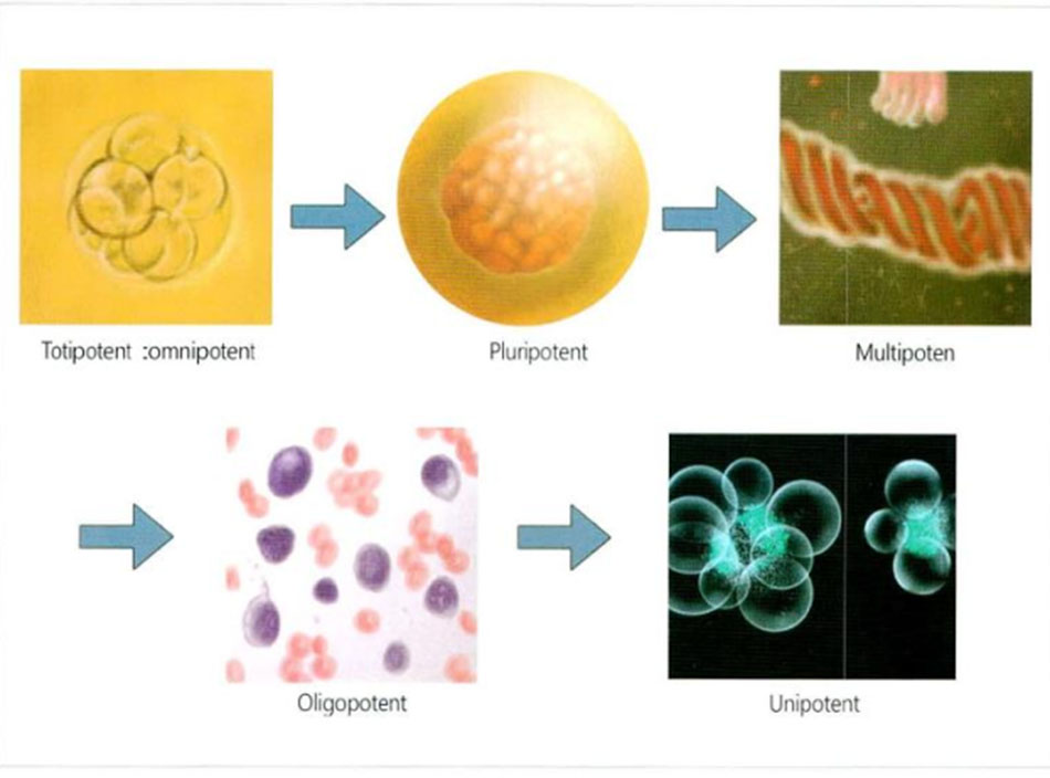 Hình 3-1: Giai đoạn biệt hóa tế bào