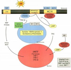 Hình 1-5 Signaling pathway in melanogenesis