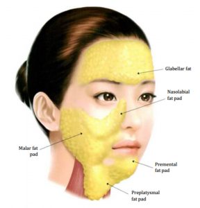 Hình 5-2 Superficial Fat Layer