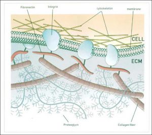 Hình 30-4 Sơ đồ kết nối của thượng bì và ECM