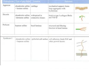 Bảng 30-3 Chủng loại của Proteoglycan