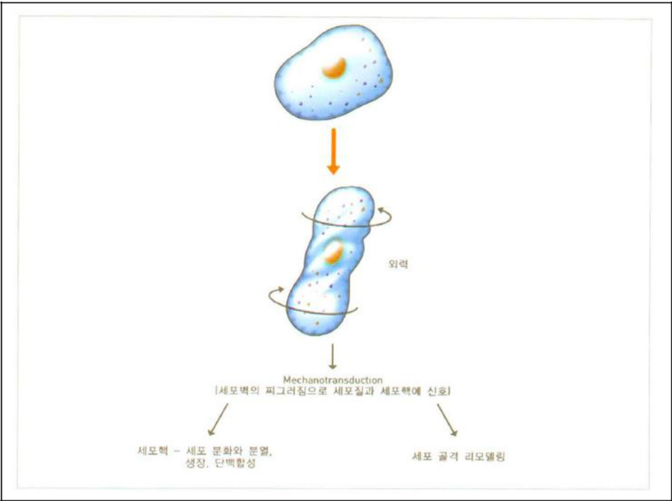 Hình 31-2 Biến dạng tế bào gây ra bởi ngoại lực