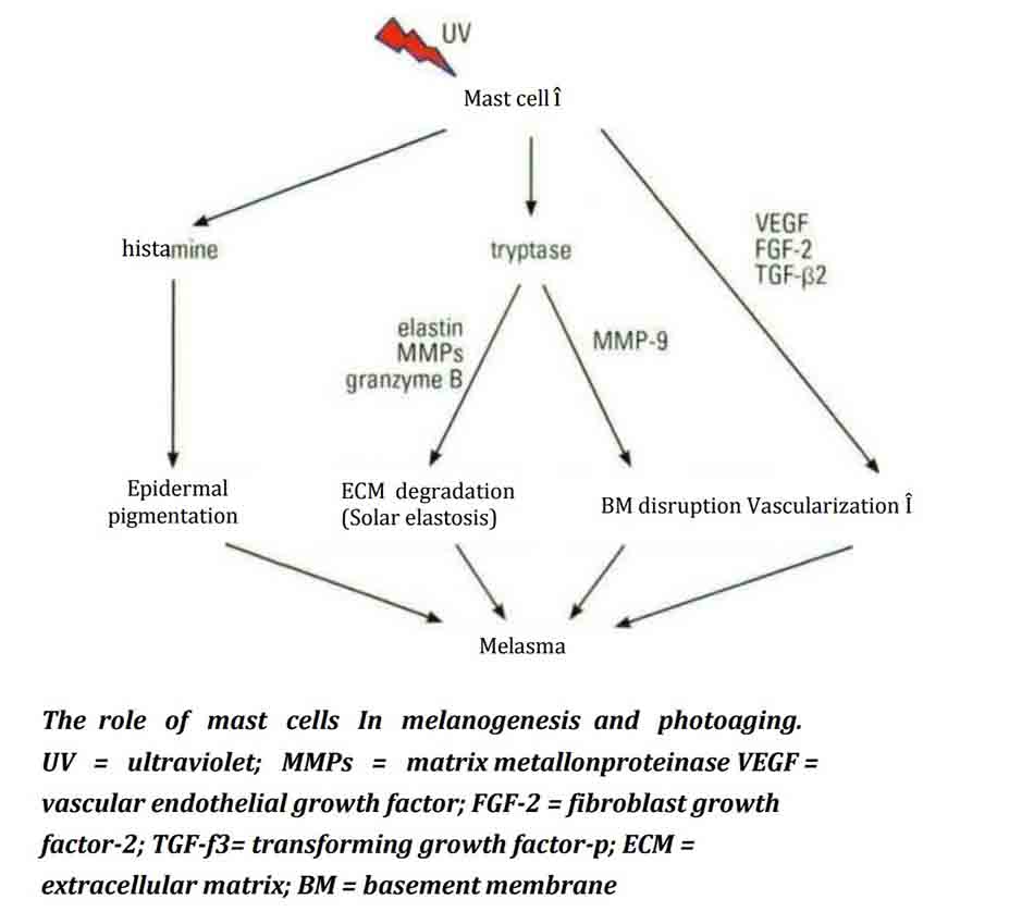 Hình 11-4 Vai trò của tế bào mast trong quá trình quang hóa và tổng hợp,mellanin