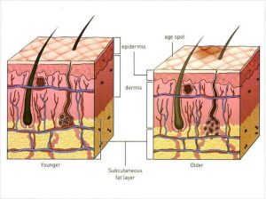 Hình 12-1 Effect of Aging On Skin Structure