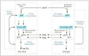 Hình 8-1 Salvage Pathways of Nucleic Acids Metabolism