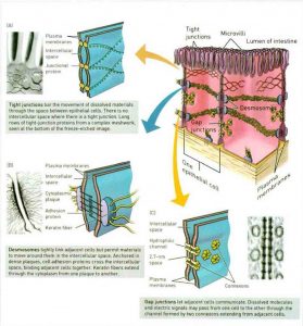 Hình 9-2 Hàng rào bảo vệ da hiện tại A. Tight juntions, B. Desmosomes, C. Gap juntions