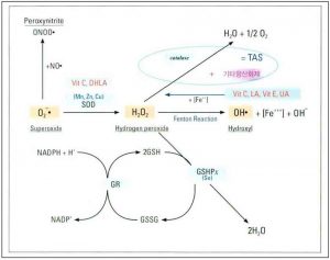 Hình 6-6 Detoxification Pathway of Antioxidants