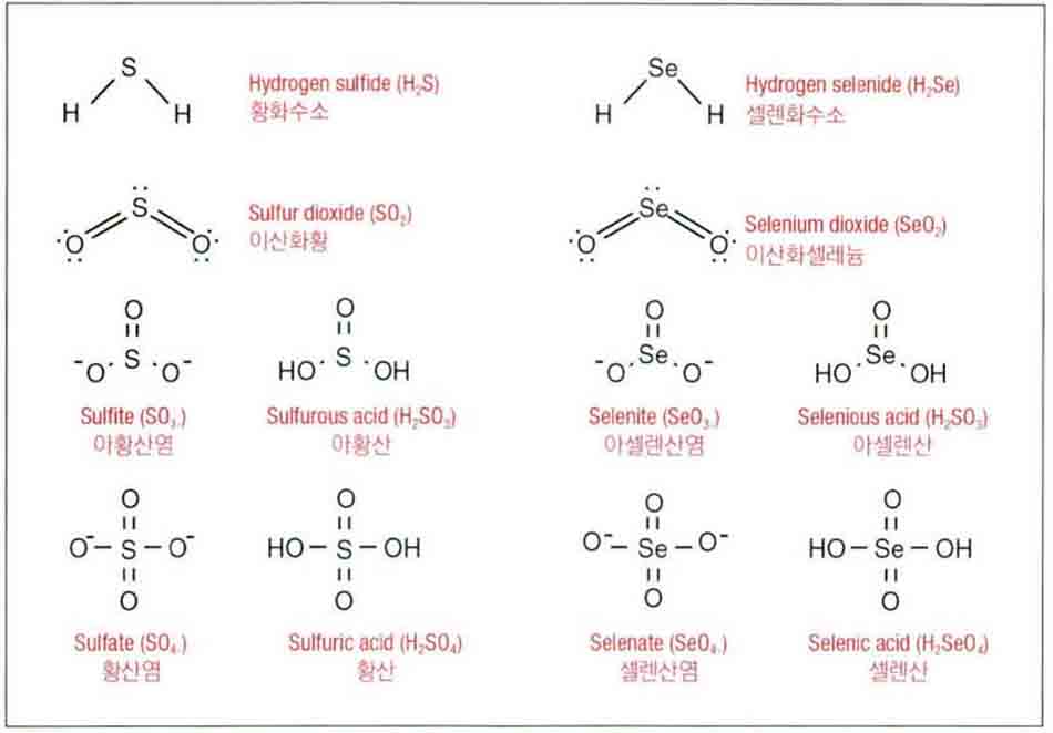 Hình 6-15 Các thuật ngữ cấu trúc phân tử của lưu huỳnh vô cơ nhóm 6 và selen vô cơ