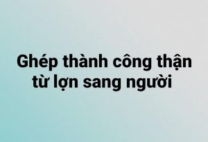 Ghép thành công thận từ lợn sang người