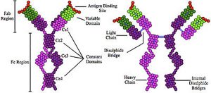 Kháng thể globulin gắn kết với hormone giới tính, 1 chất đánh dấu sinh học tiềm năng đối với các nguy cơ bệnh tim mạch đối với nam giới