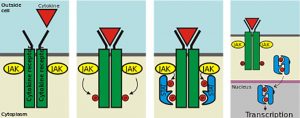 bệnh nhân đang được điều trị bằng thuốc ức chế Janus kinase (JAK) thấy tỷ lệ đáp ứng miễn dịch cao với tiêm chủng COVID-19