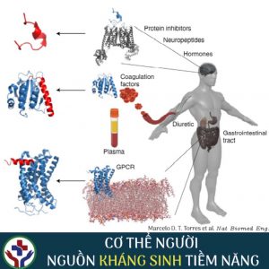 CƠ THỂ NGƯỜI - NGUỒN KHÁNG SINH TIỀM NĂNG