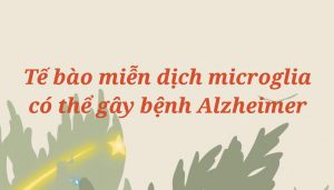 Tế bào miễn dịch microglia có thể gây bệnh Alzheimer