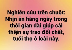 Nghiên cứu thú vị trên chuột: Nhịn ăn hàng ngày trong thời gian dài giúp cải thiện sự trao đổi chất, tuổi thọ ở loài này.