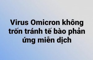 Omicron không trốn tránh tế bào miễn dịch T