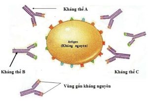 Kháng thể đơn dòng CIS43LS ngăn ngừa bệnh sốt rét trong thử nghiệm mới.