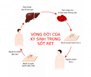 Kết quả nghiên cứu bệnh sốt rét ghi nhận giảm đáng kể 70% bệnh tật nghiêm trọng và tử vong.