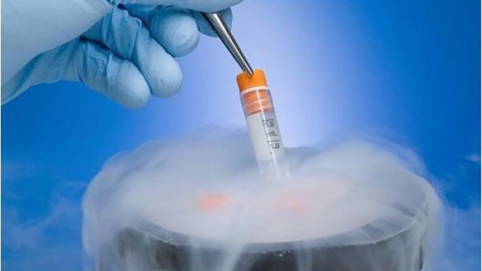 Chuyển phôi đông lạnh theo chu kỳ nhân tạo trong thụ tinh ống nghiệm có thể làm tăng nguy cơ có các vấn đề về mạch máu trong thai kỳ