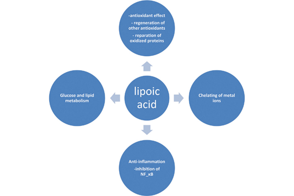 Ứng dụng và chỉ định của thuốc Alpha Lipoic Acid